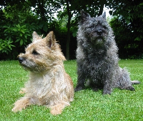 zielona, trawa, Cairn Terrier