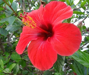 Czerwony, Hibiskus