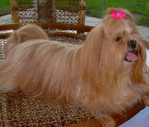 Lhasa Apso, kokardka