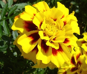 Tagetes patula