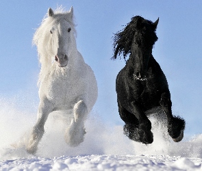 Konie, Śnieg, Dwa