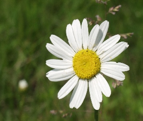 Margerytka, Wiosenna