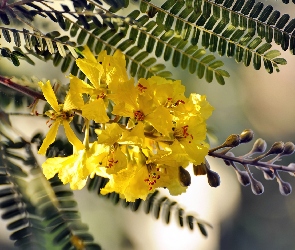 Kwiaty, Akacji
