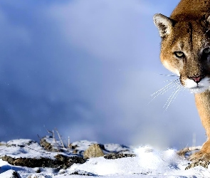 Śnieg, Puma, Kot