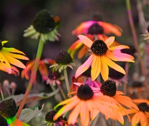 Kolory, Rudbekia