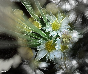 Polne, Fractalius, Kwiaty