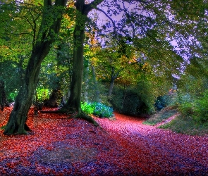 Jesień, Liście, Ścieżka, Kolorowe, Drzewa