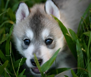 Siberian Husky, Szczeniak