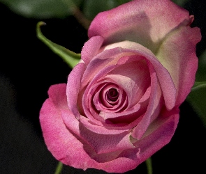 Różowa, Kwiat, Róża