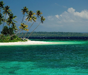 Palmy, Morze, Tropikalna, Plaża