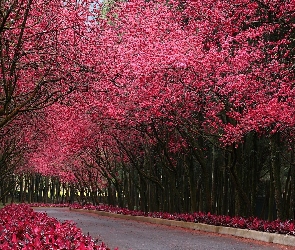 Droga, Drzewa, Różowe, Kwitnące