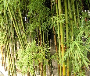 Bambusowy, Lasek, Zielony