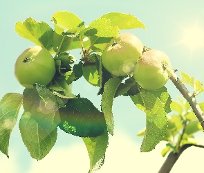 Jabłka, Słońce, Zielone, Listki, Gałąź