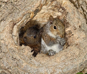 Wiewiórki, Dziupla, Dwie