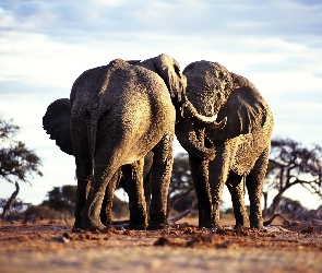 Dwa, Słonie