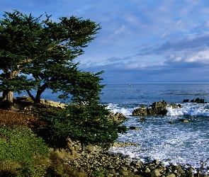 Morze, Kamienie, Fale, Drzewo