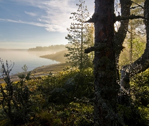 Jezioro, Pajęczyna, Drzewo