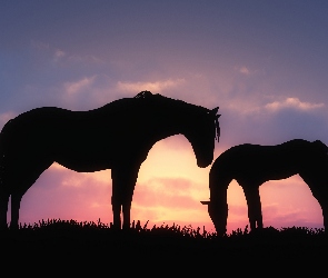 Konie, Słońca, Zachód