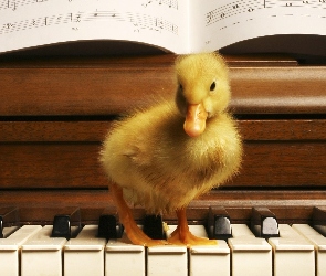 Pianino, Nuty, Kaczuszka