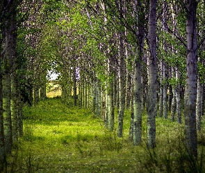 Lasek, Brzozowy