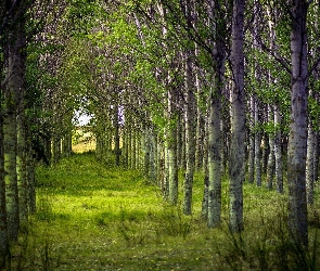 Brzozowy, Lasek