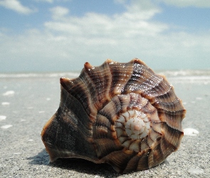 Plaża, Muszla, Piasek