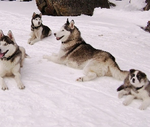 Rodzina, Siberian Husky, Psy