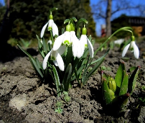 Wiosna, Przebiśniegi