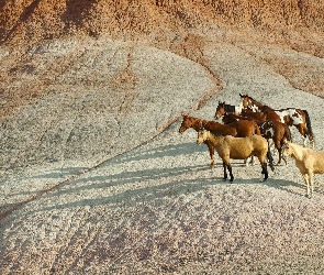 Konie, Góry, Mustangi