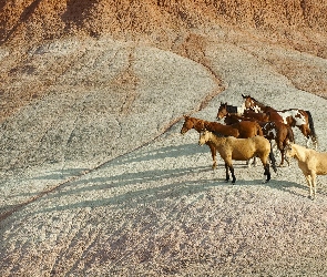 Mustangi, Góry, Konie