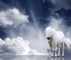 Biały, Chmury, Koń