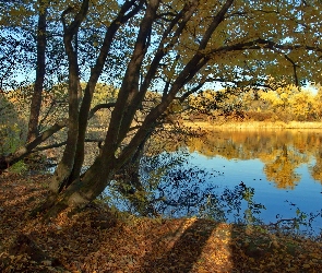 Jezioro, Jesień, Drzewa