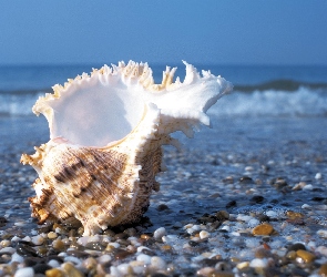 Plaża, Kamyczki, Muszelka