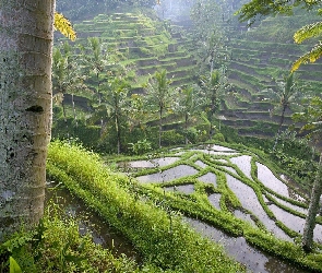 Indonezja, Bali, Pole, Ryżowe