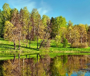 Zieleń, Staw, Park