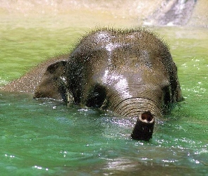 Słoń, Kąpiel, Trąba