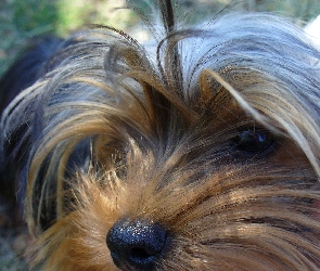 Yorkshire Terrier, Głowa