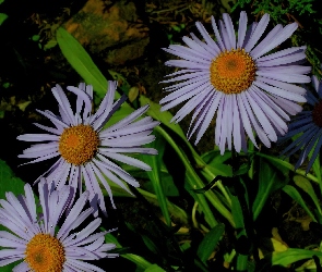 Zielone, Liście, Aster alpejski