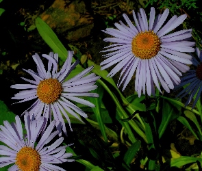 Aster alpejski, Liście, Zielone