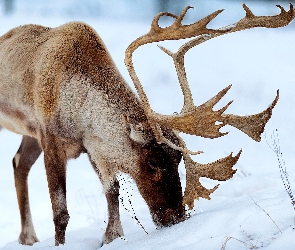 Poroże, Śnieg, Jeleń