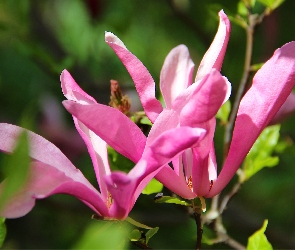 Magnolia, Kwiaty, Różowa