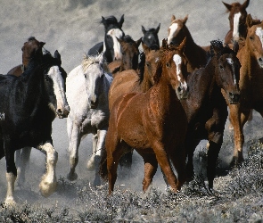 Konie, Galop, Stado