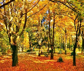 Jesień, Dzień, Słoneczny, Park