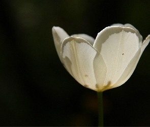 Tulipan, Biały