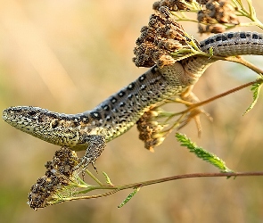 Jaszczurka zwinka, Gałązka, Samica