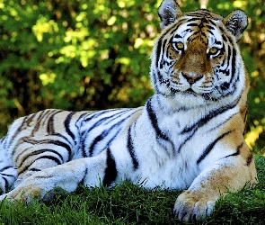 Tygrys, Leżący