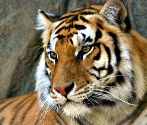 Łeb, Tygrys