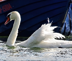 Jezioro, Pióra, Łabędź, Wdzydze, Kaszuby