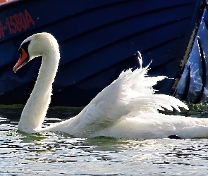 Kaszuby, Pióra, Wdzydze, Łabędź, Jezioro