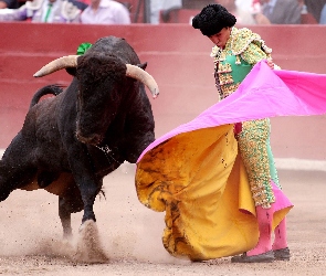 Torreador, Byk